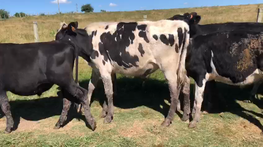 Lote 12 novillos holando