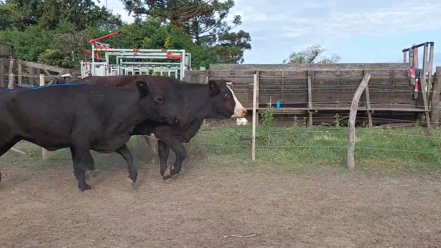 Lote 65 Vacas nuevas C/ gtia de preñez