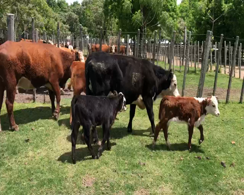 Lote 10 Piezas de cría en Cerro Largo, Cerro Largo