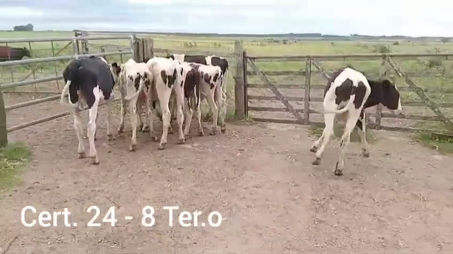 Lote 8 TERNEROS HOLANDO