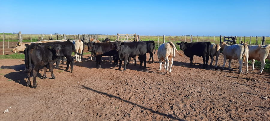 Lote 20 Terneros/as en Gral. Lamadrid, Buenos Aires