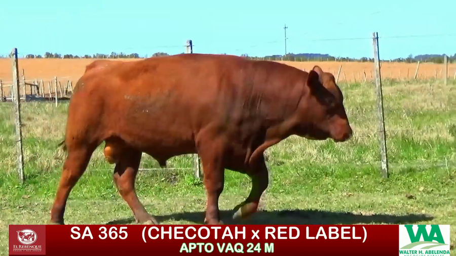 Lote Toros a remate en ANGUS EL REBENQUE, Florida