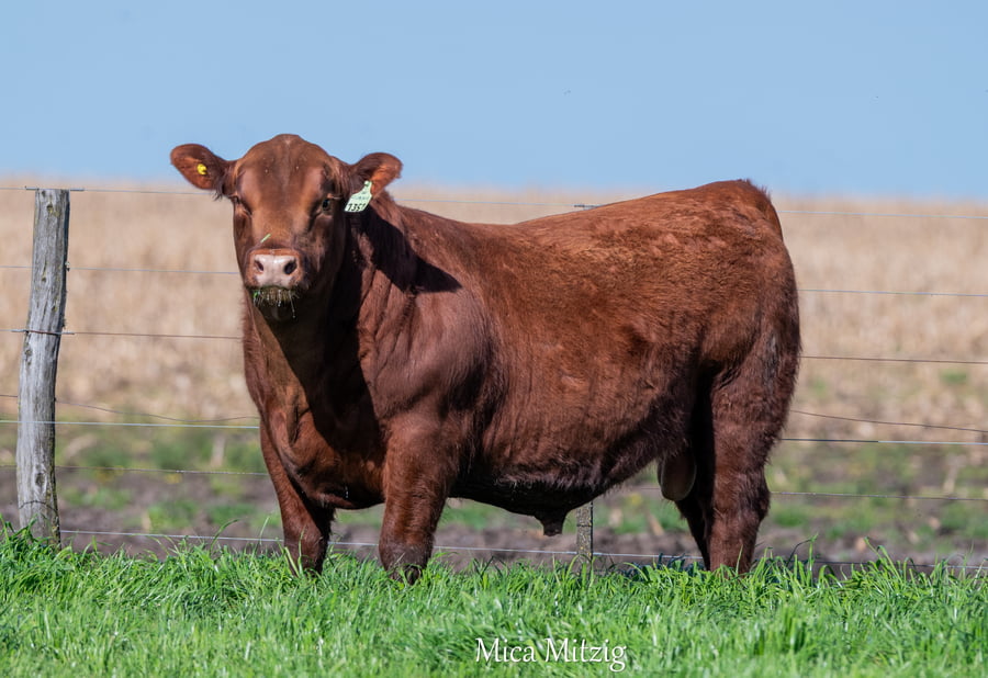 Lote TORO ANGUS P.P.