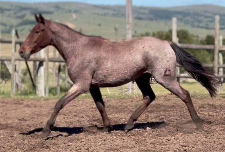 Lote CAMPITO DEL CEIBAL