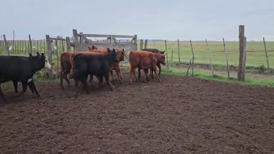 Lote Terneros/as en Los Toldos, Buenos Aires