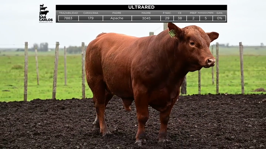 Lote Toros a remate en La Magdalena y San Carlos, Artigas