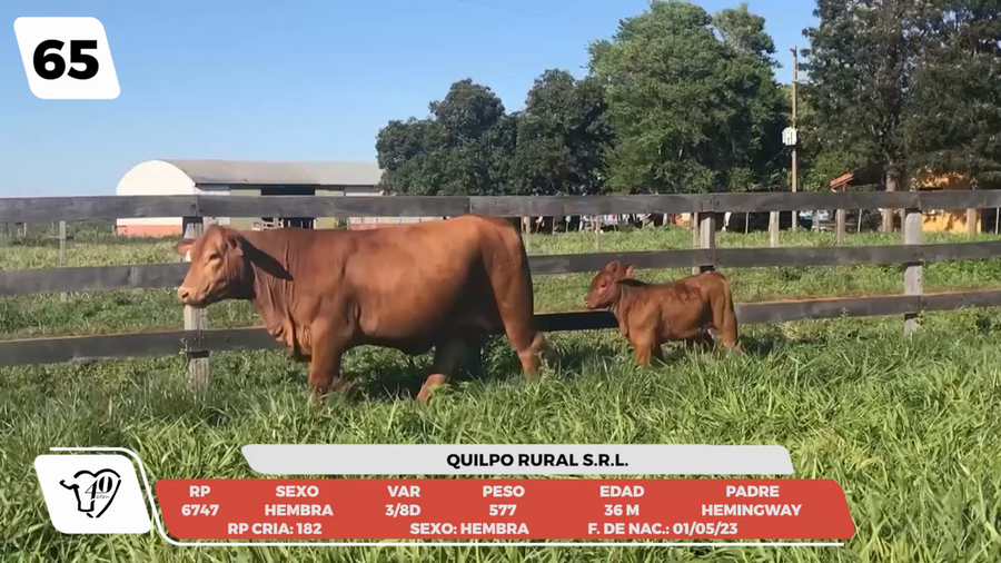 Lote LOTE 65 -DE CAMPO