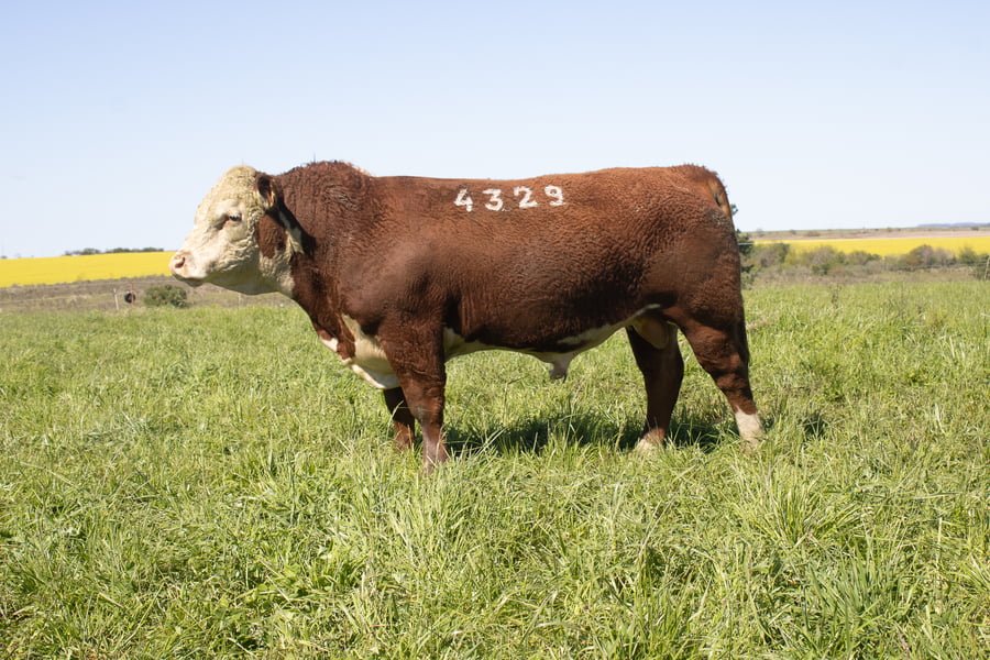 Lote 24