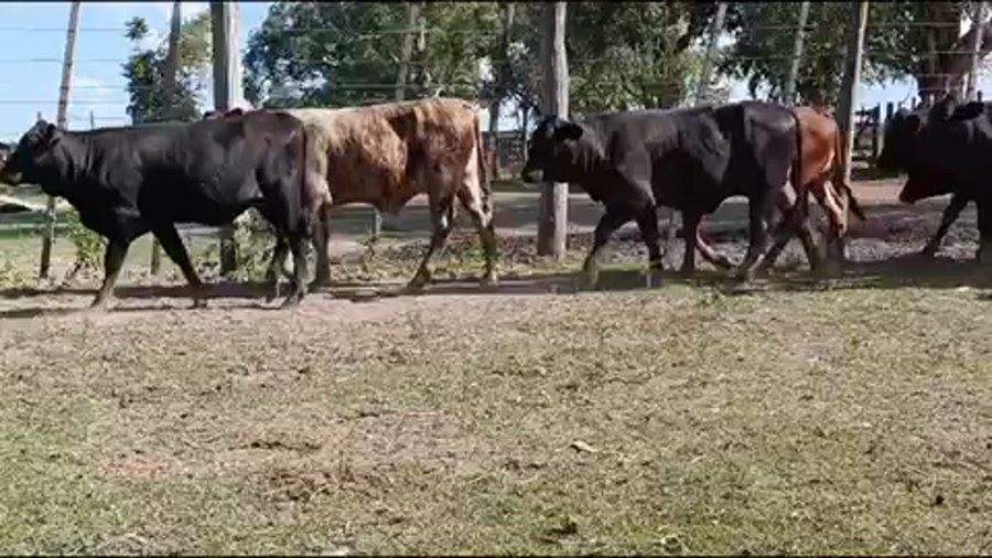 Lote 115 Terneros/as en Gran Guardia, Formosa