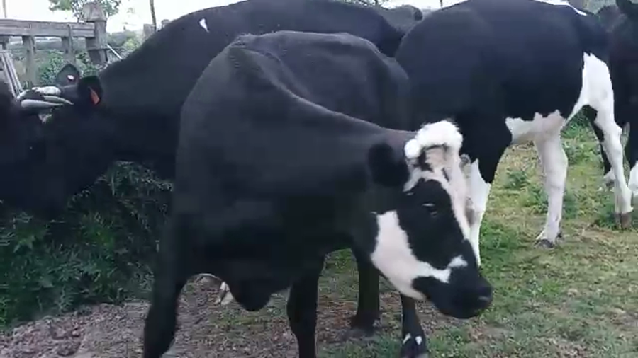 Lote 6 Vacas de Invernada HOLANDO a remate en REMATE POR PANTALLA 550kg - , San José