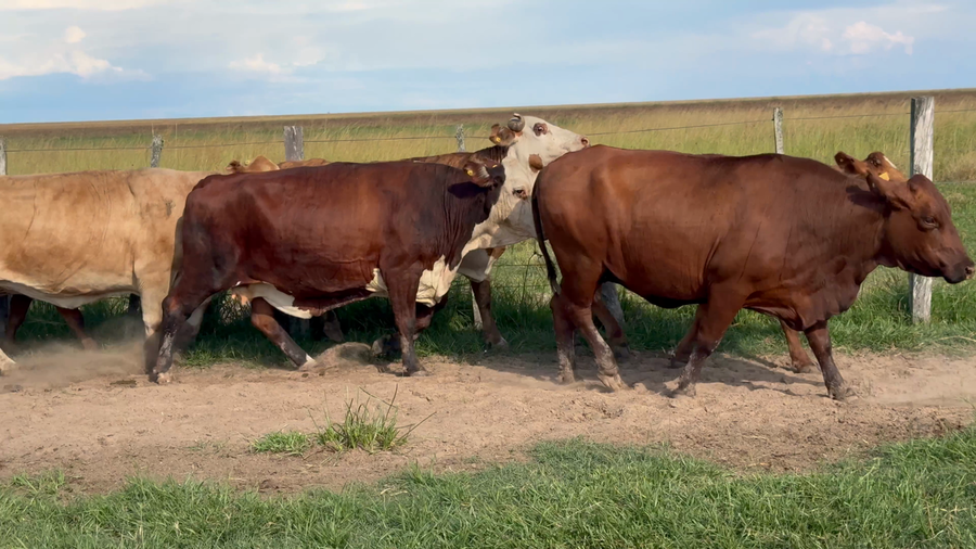 Lote 32 Vacas p/ invernar en Corrientes, Paso de Los Libres