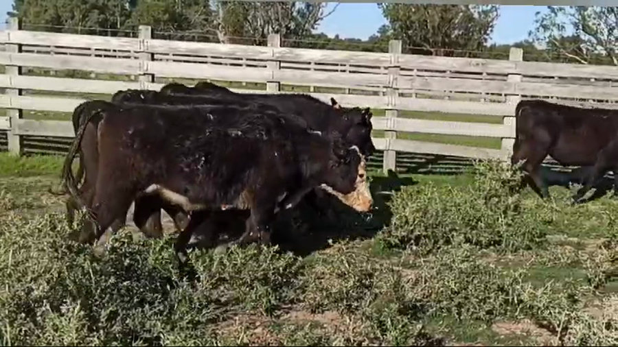 Lote NOVILLOS DE 1 A 2