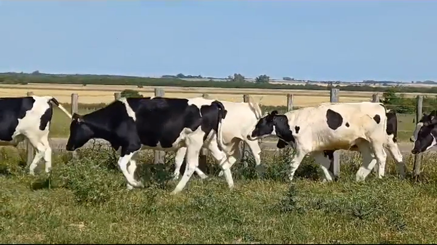 Lote (Vendido)17 Novillos Holando HOLANDO a remate en #39 Pantalla Carmelo 450kg -  en MENDAÑA