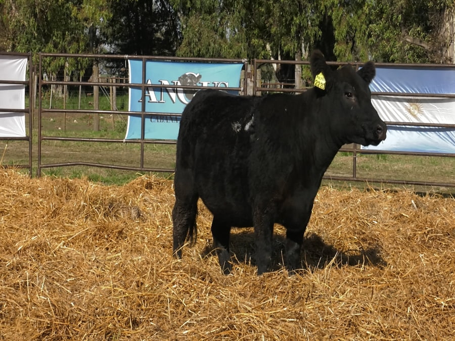 Lote VAQUILLONAS ANGUS  PP