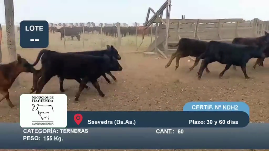 Lote 60 Terneras en Buenos Aires, Saavedra