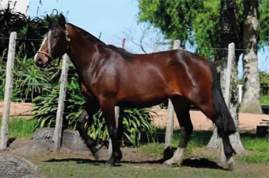 Lote El Gavilán Opalina (RP 490) Cabaña "El Gavilán"