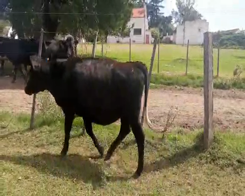 Lote 15 Vaquillonas  KIWI a remate en Remate Elite por Pantalla de Ganado Lechero 350kg - , San José