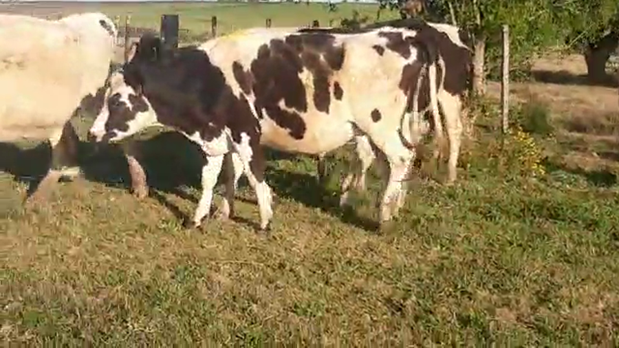 Lote 5 Vaquillonas 1 a 2 años HOLANDO Y KIWI a remate en REMATE POR PANTALLA 380kg - , San José