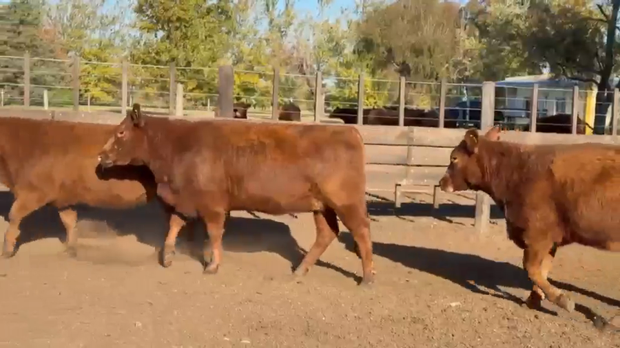 Lote Vaquillonas Val p servicio - San Ignacio de Vaccaro