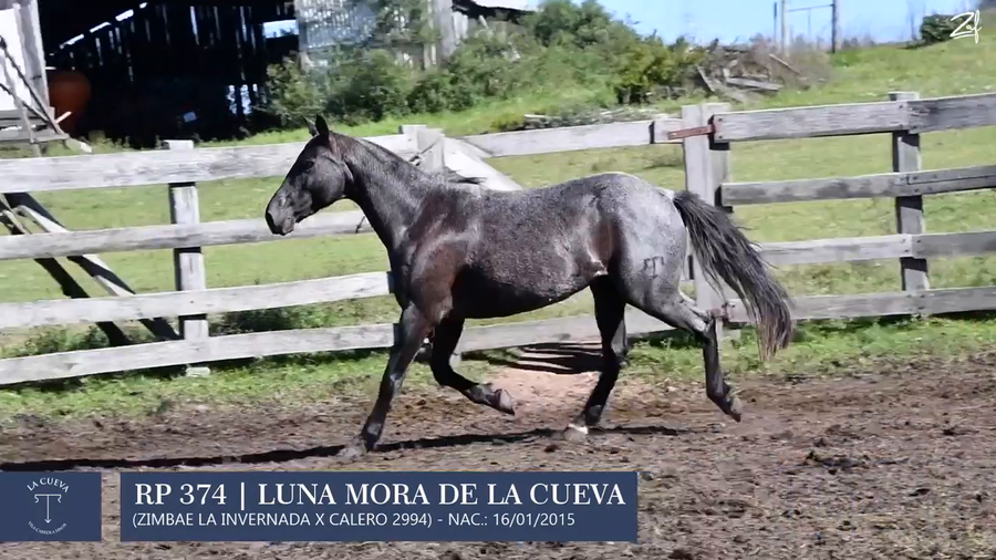 Lote Yegua de andar