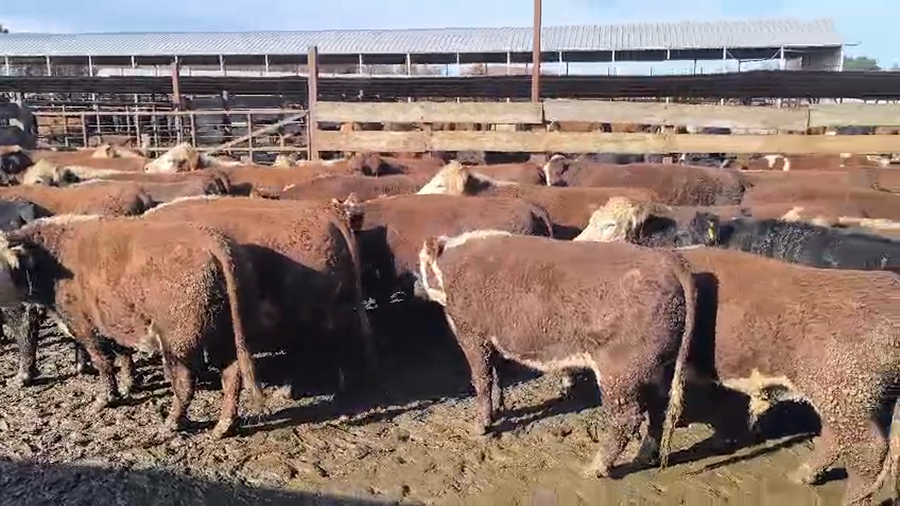 Lote 45 Novillo Gordo en Los Ángeles, VIII Región Biobío