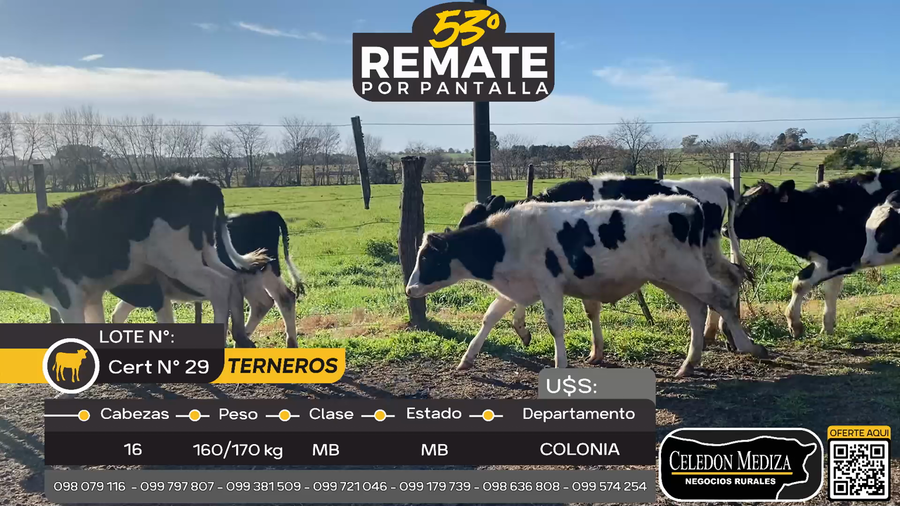 Lote 16 Terneros en La Horqueta, Colonia