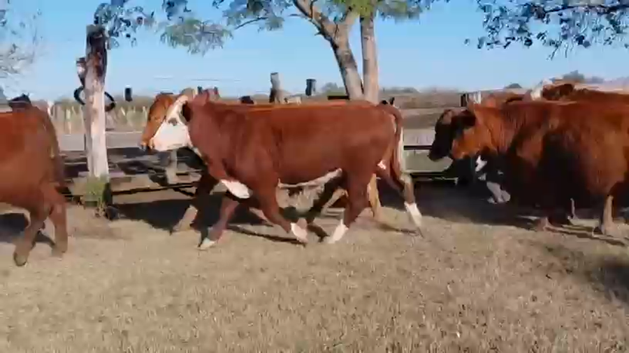 Lote 110 Novillos
