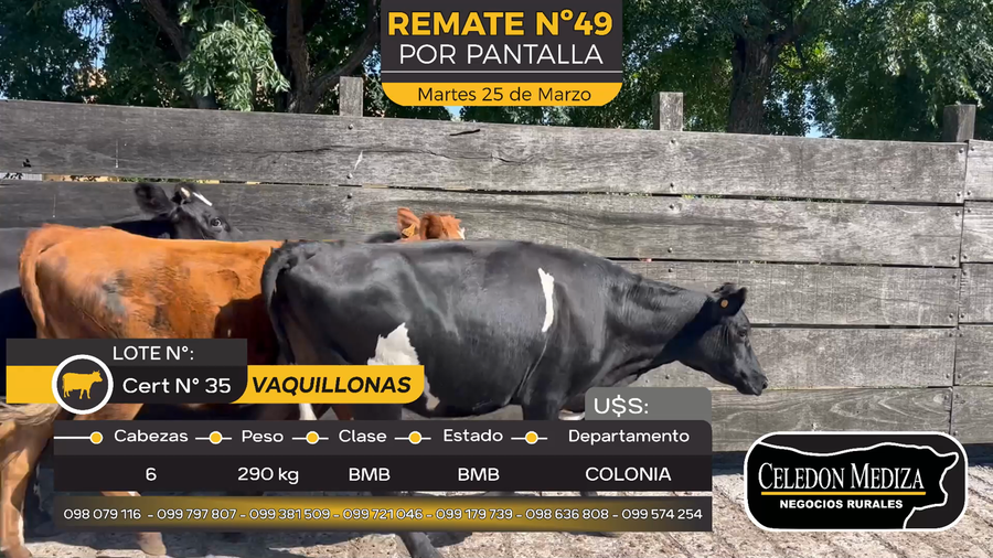 Lote 6 Vaquillonas  en Paso Antolín, Colonia
