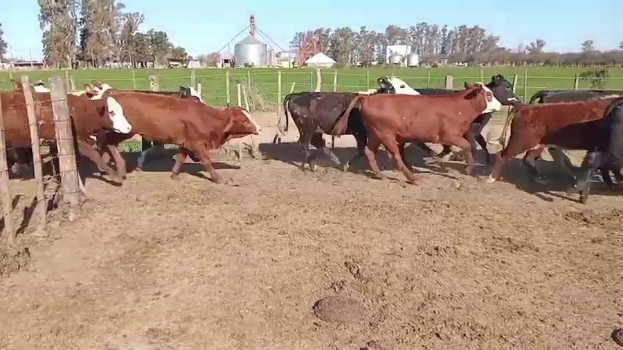 Lote 60 Terneros/as Braford en Las Varas, Córdoba