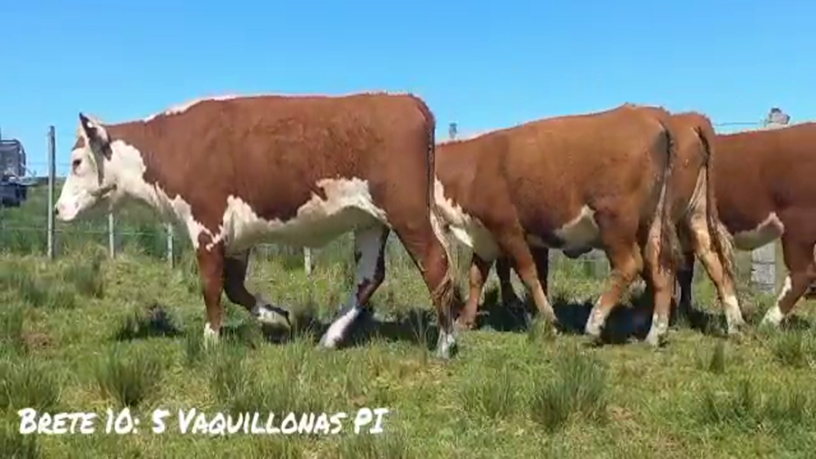 Lote BRETE 10  Vaquillonas PI