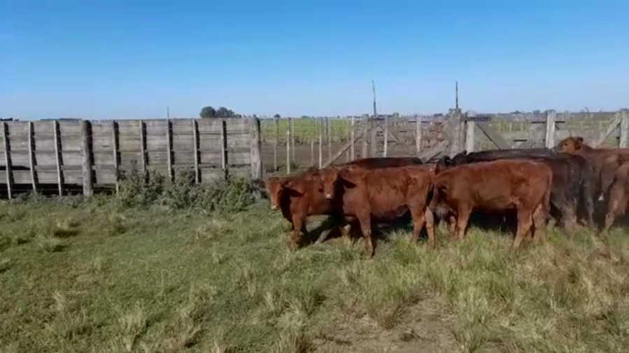 Lote 30 Terneros en Benito Juárez, Buenos Aires