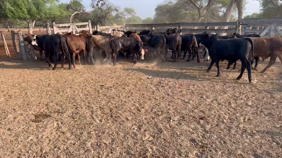 Lote 94 Terneros/as en Juan José Castelli, Chaco