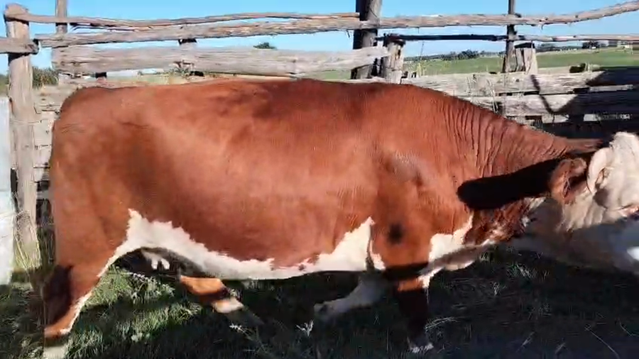 Lote Vaca a remate en Ultima pantalla del año - Escritorio Camy, San José