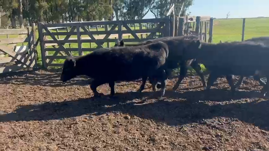 Lote 70 Terneras en Azul