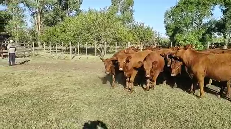 Lote 18 Vaquillonas en Buenos Aires, Huanguelen