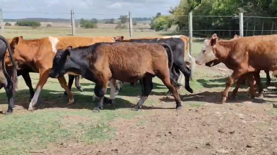 Lote 29 Terneros a remate en Pantalla Camy - Aniversario 31 Años, San José