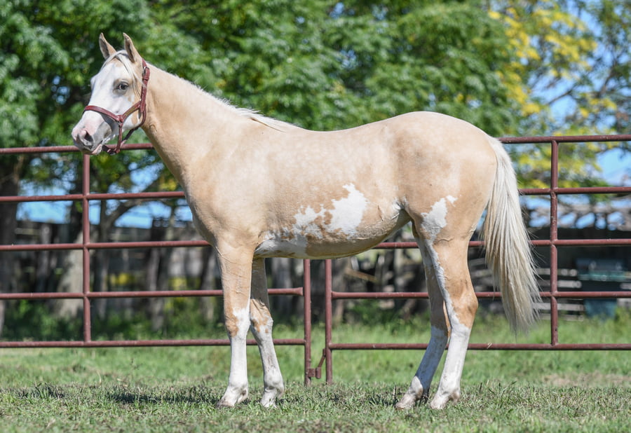 Lote FR STELLAR ONLY