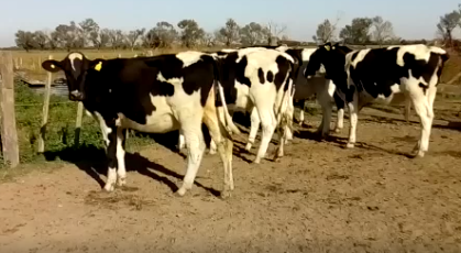 Lote 7 terneras en Rafaela, Santa Fe