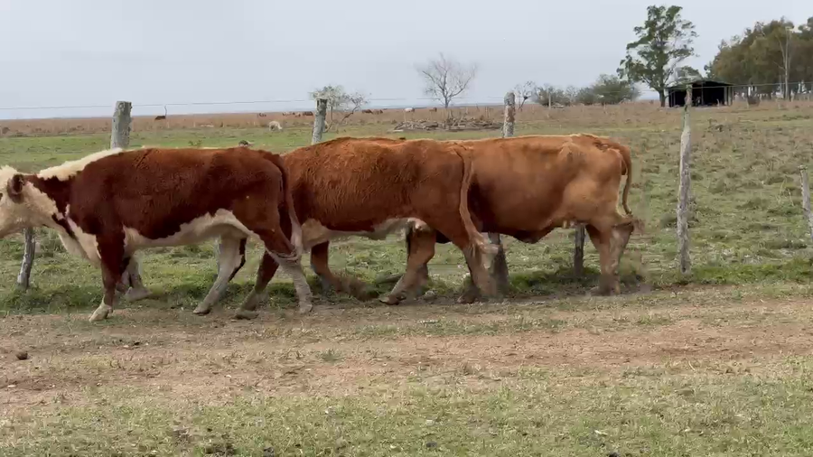 Lote 50 Vacas usadas preñadas en Corrientes, Paso de Los Libres