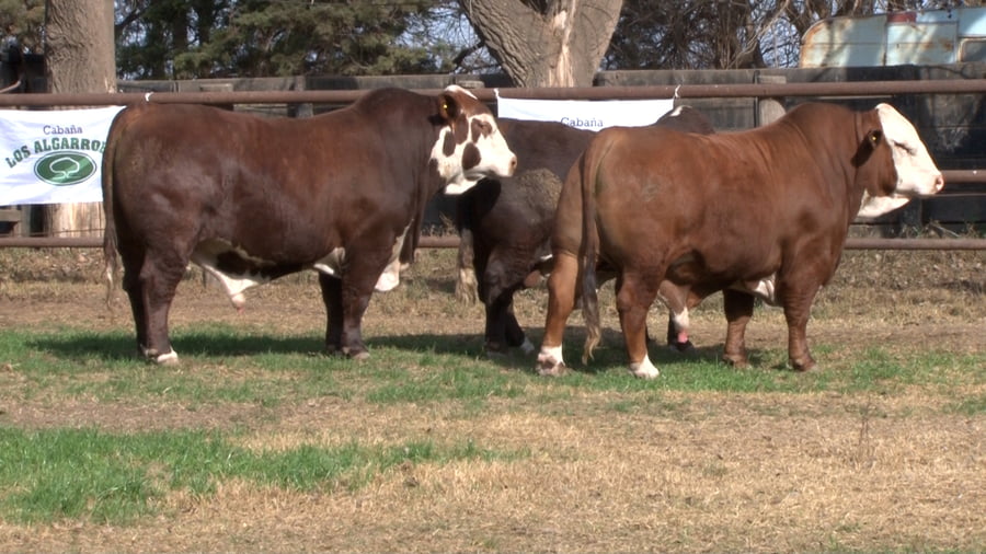 Lote TOROS BRAFORD CABAÑA LOS ALGARROBOS