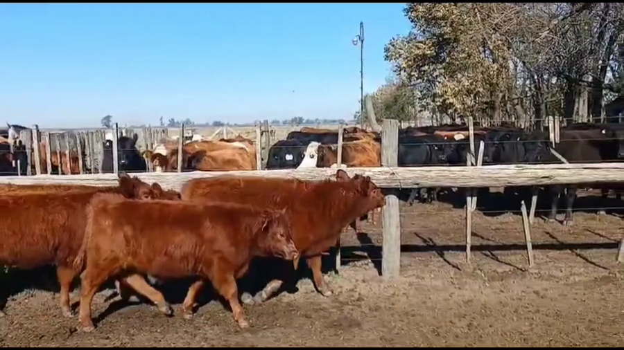 Lote 20 Terneros/as