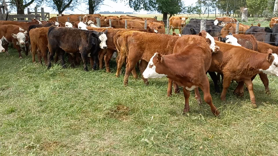 Lote 53 Terneros/as en Huanguelen, Buenos Aires