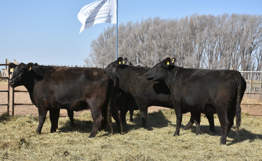 Lote VACAS MEDIO DIENTE (Corral 4)