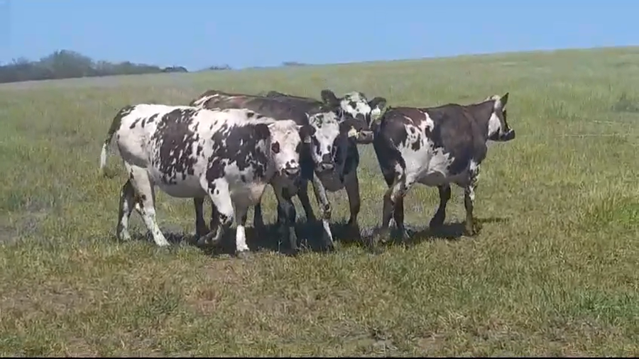 Lote VAQUILLONAS PI PREÑADAS