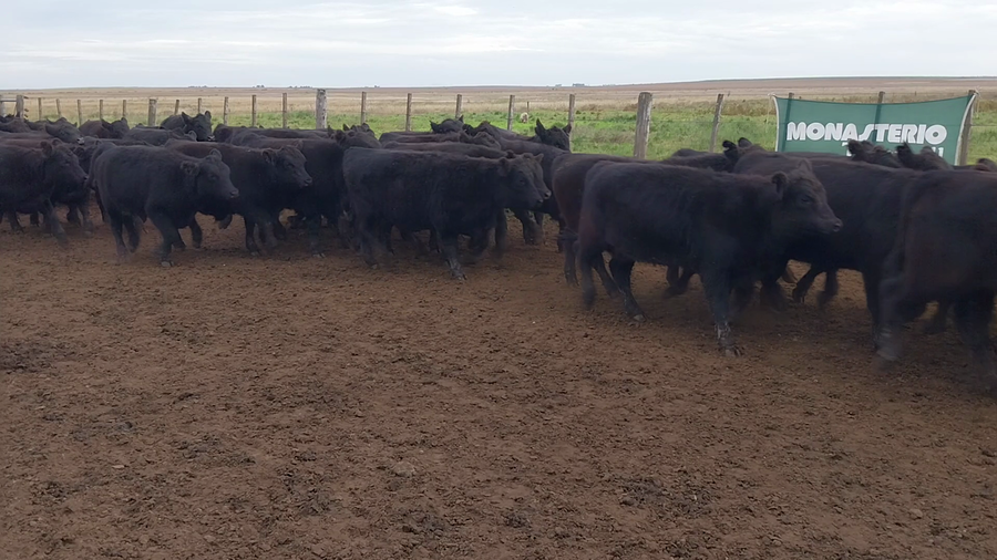 Lote 70 Novillitos y Vaquillonas en Huanguelen