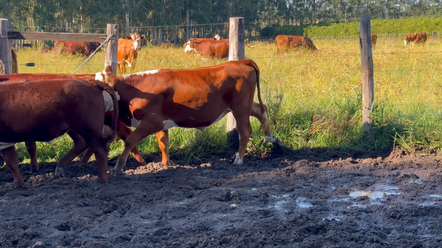 Lote 28 Terneros/as en Corrientes, Curuzu Cuatia