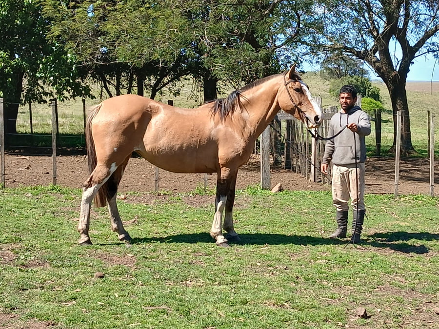 Lote Yegua gatiada mansa
