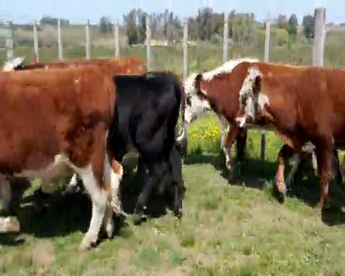 Lote Novillos