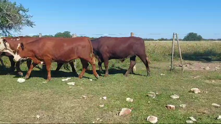 Lote 65 Novillitos