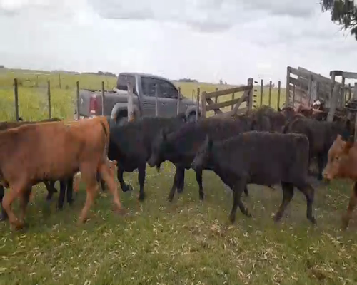 Lote Terneros/as en 9 de Julio, Buenos Aires